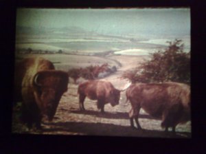 The Bison of Sussex, Jack Cardiff, from 'The Green Girdle'