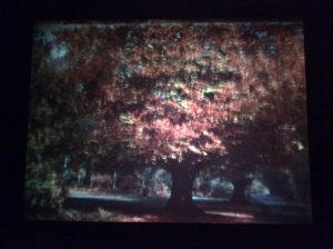 An Autumn Tree, Jack Cardiff, 'The Green Girdle'